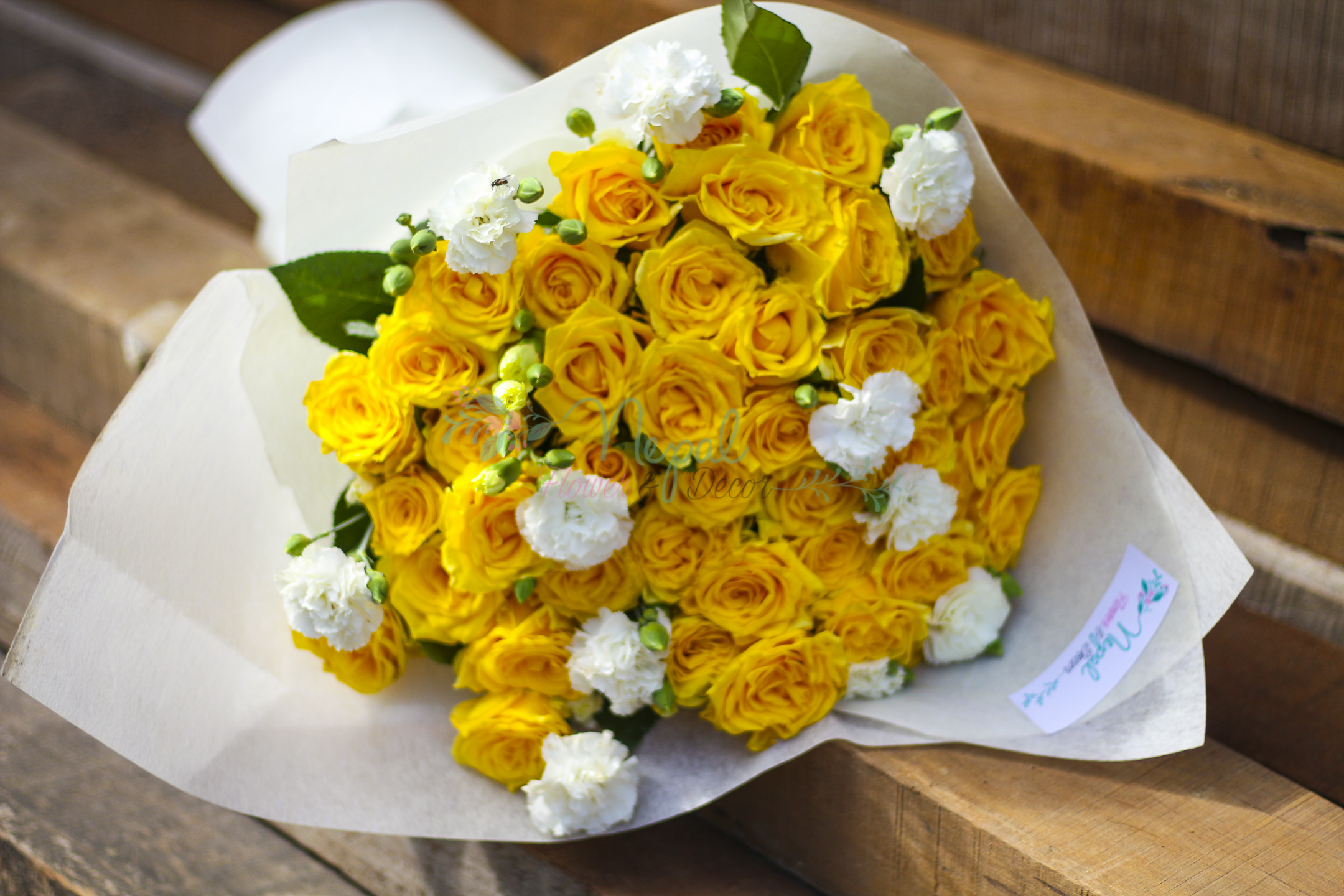 ficus lyatra fiddle fig