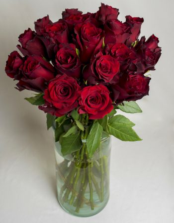 Rose-Explorer-Rose-safari-premium-rose-collection-5