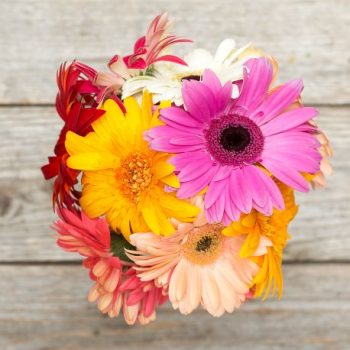 ficus lyatra fiddle fig