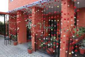 ficus lyatra fiddle fig