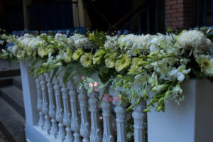 ficus lyatra fiddle fig