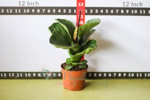 ficus lyatra fiddle fig