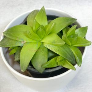 ficus lyatra fiddle fig