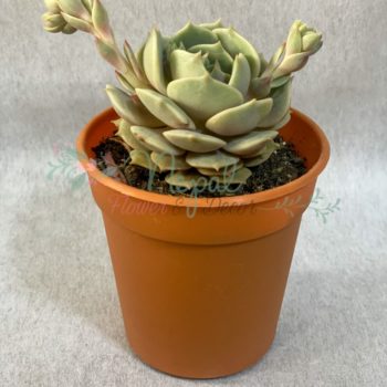 succulent (1)
