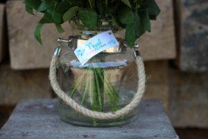 ficus lyatra fiddle fig