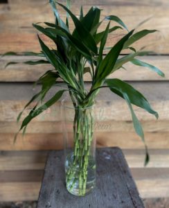 ficus lyatra fiddle fig