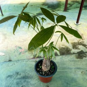 ficus lyatra fiddle fig