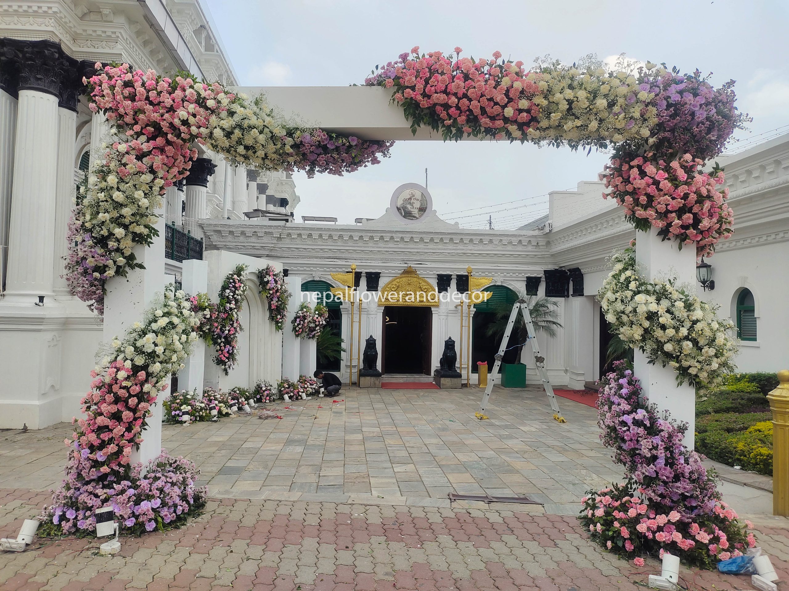 ficus lyatra fiddle fig