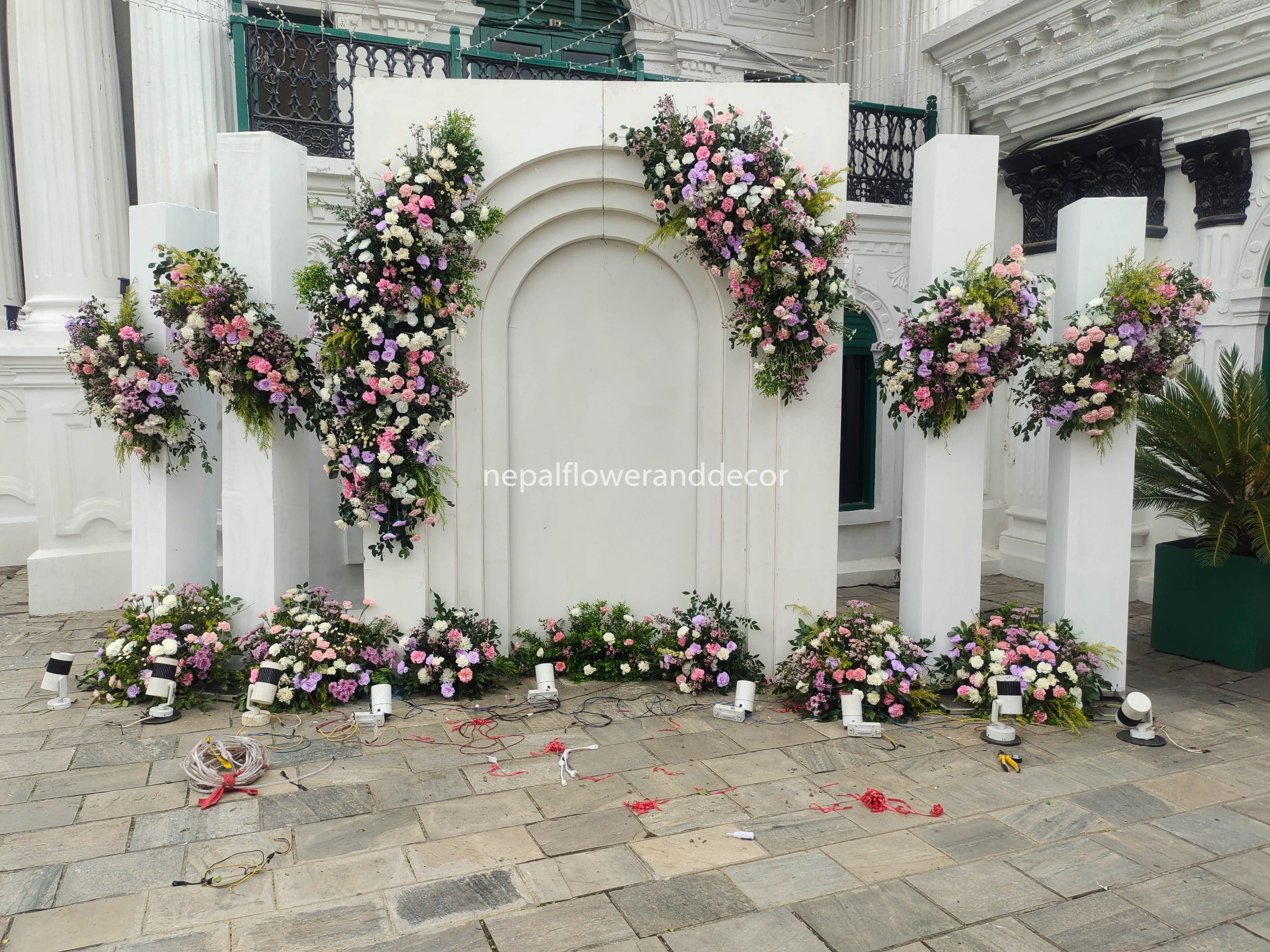 ficus lyatra fiddle fig