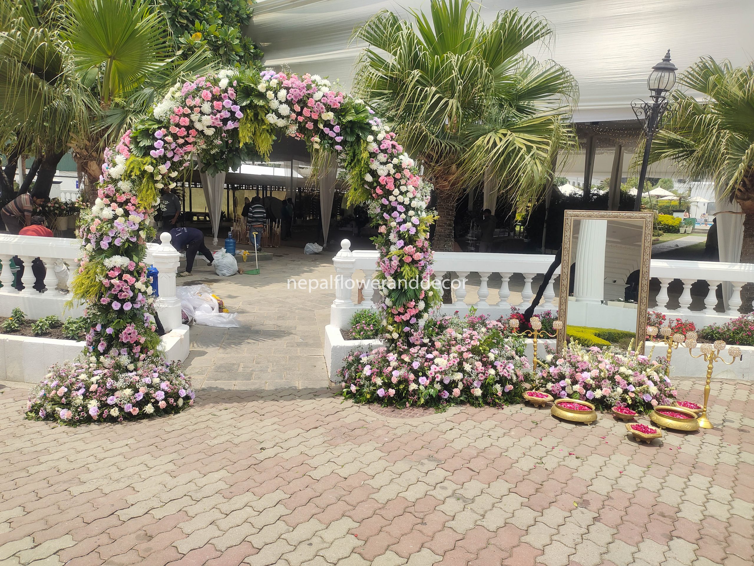 ficus lyatra fiddle fig