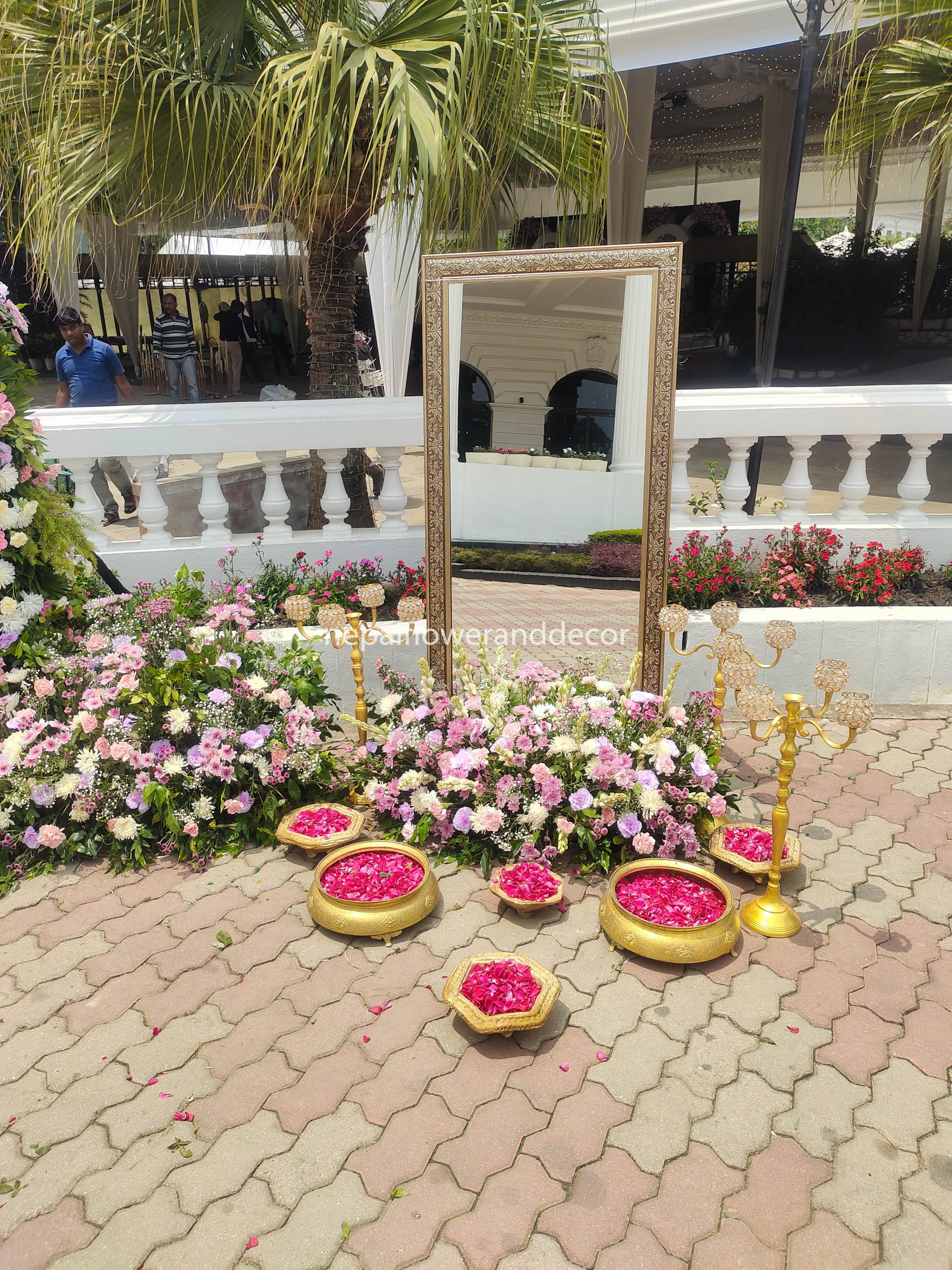 ficus lyatra fiddle fig