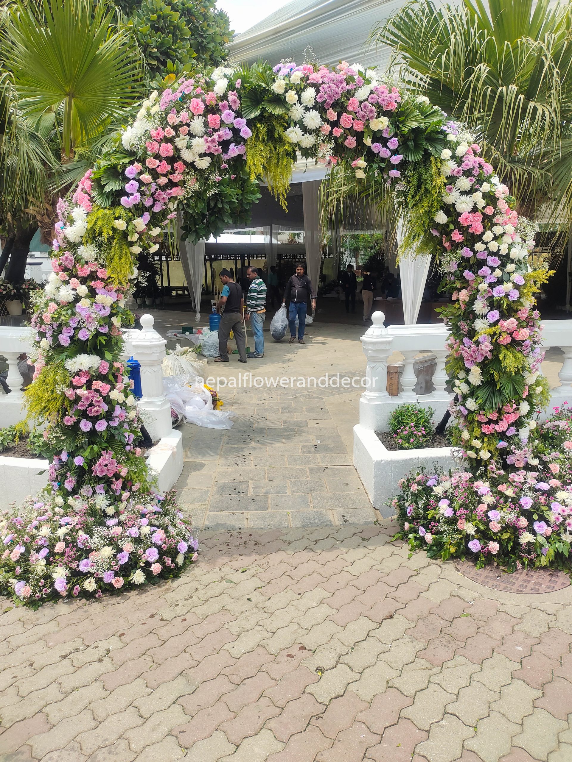 ficus lyatra fiddle fig