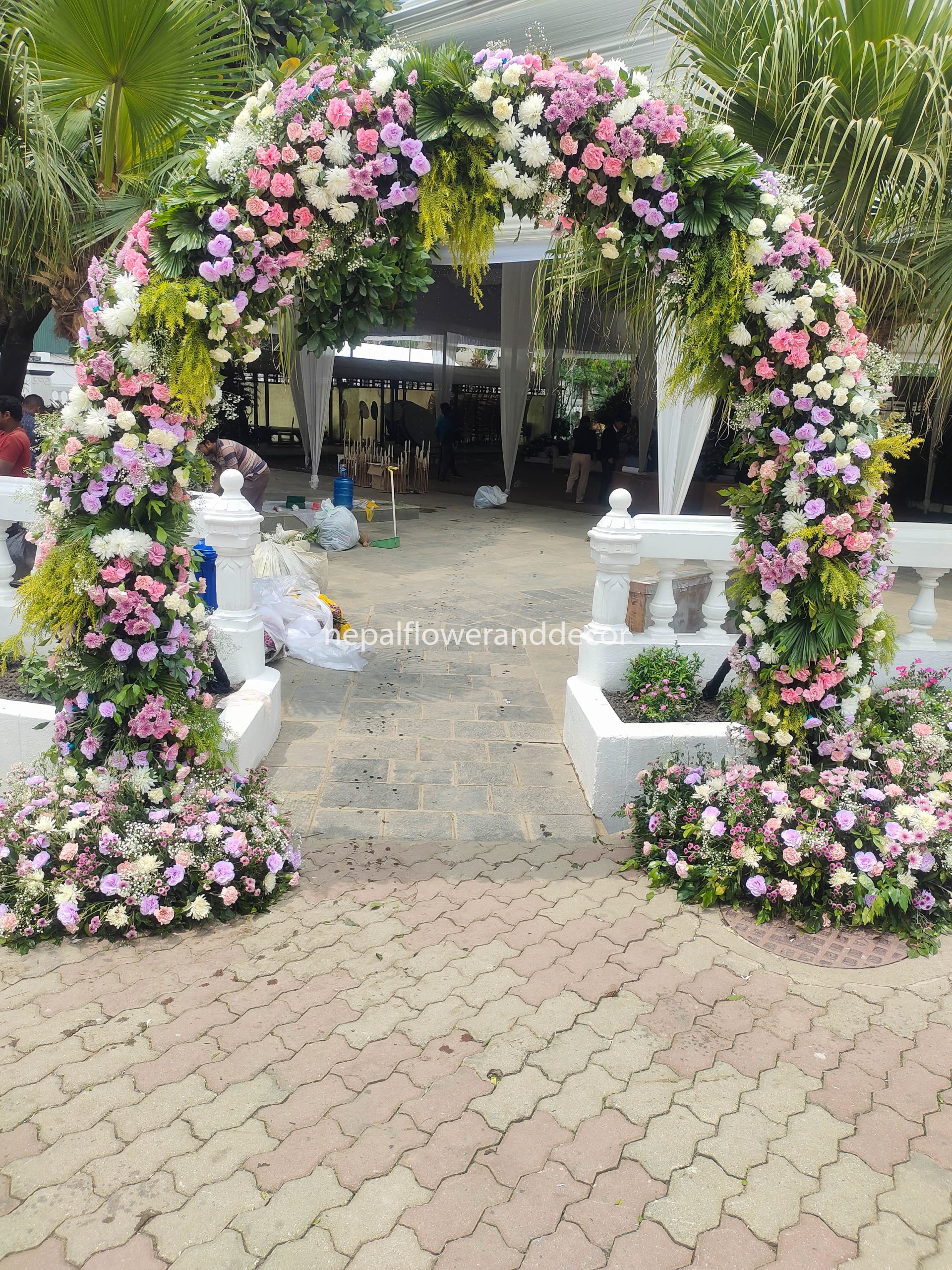 ficus lyatra fiddle fig