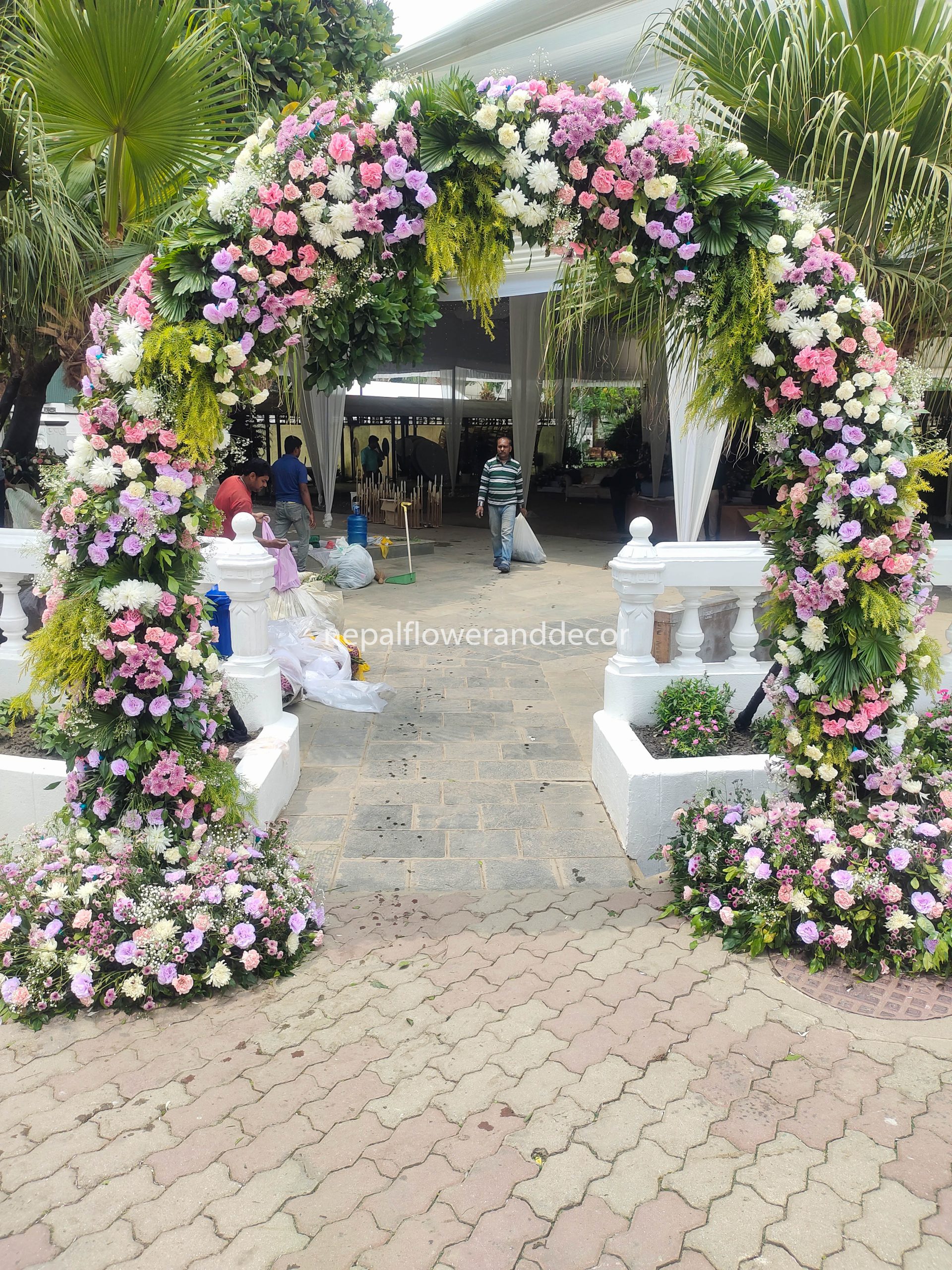 ficus lyatra fiddle fig