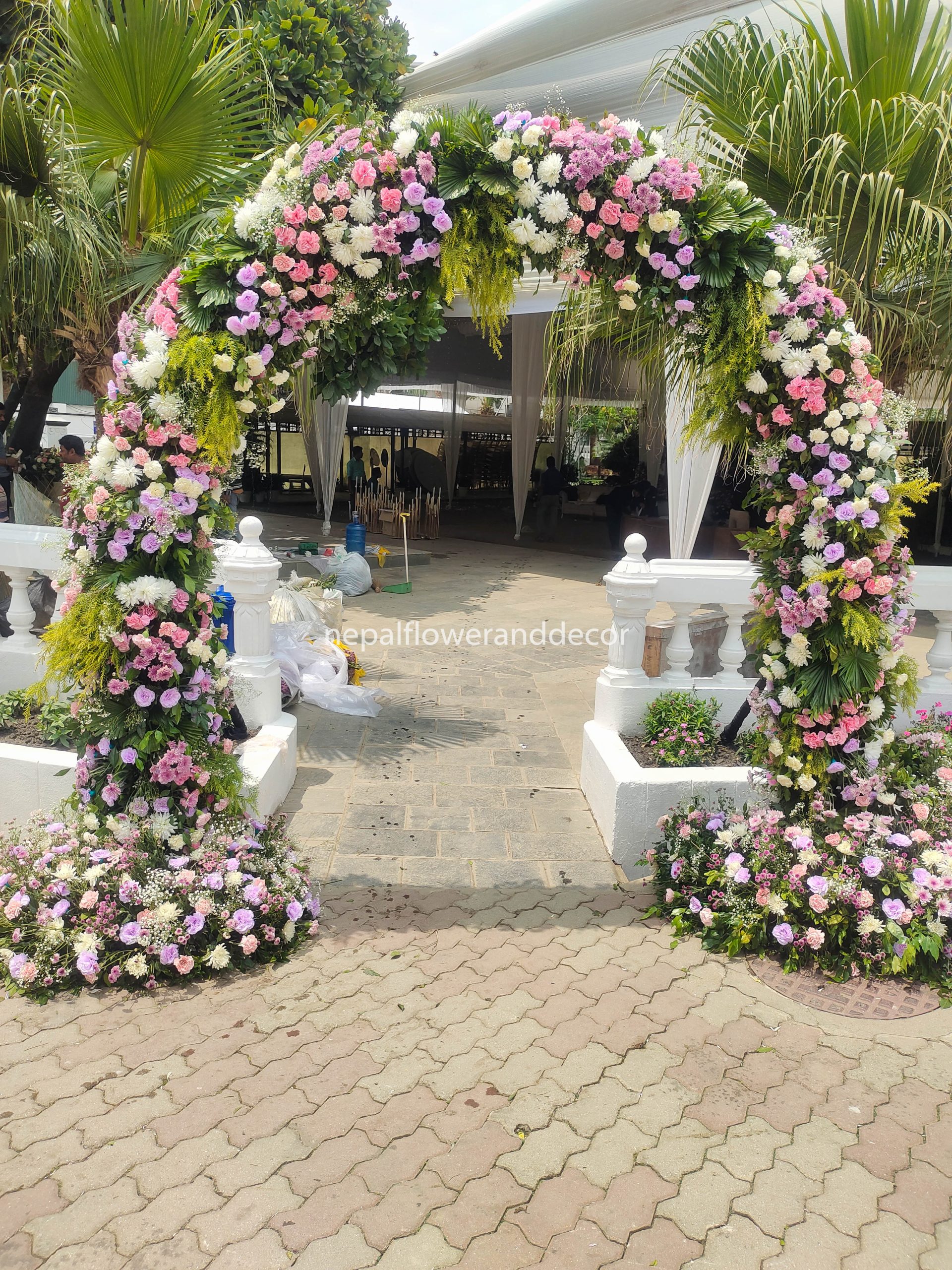 ficus lyatra fiddle fig