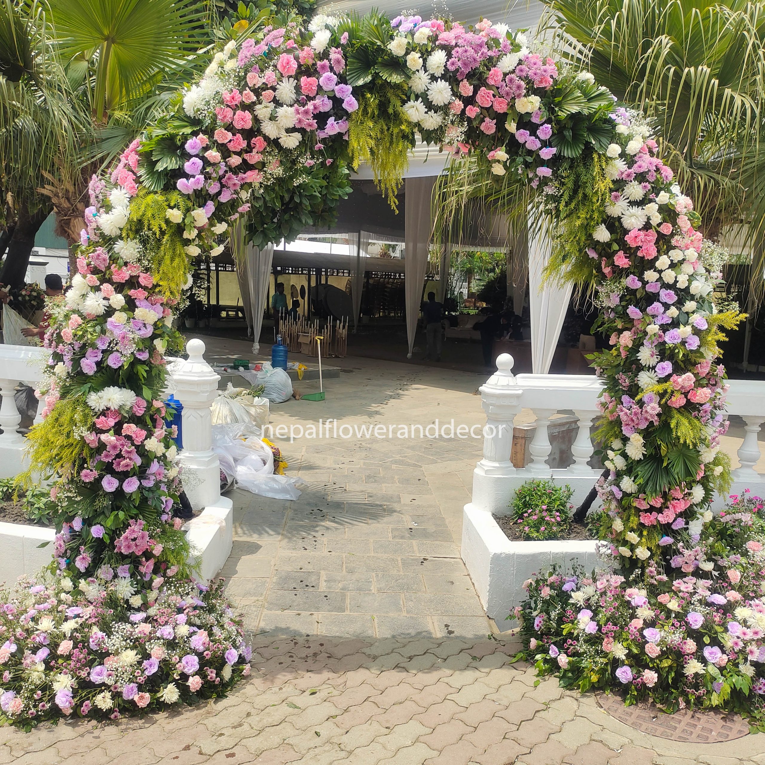 ficus lyatra fiddle fig