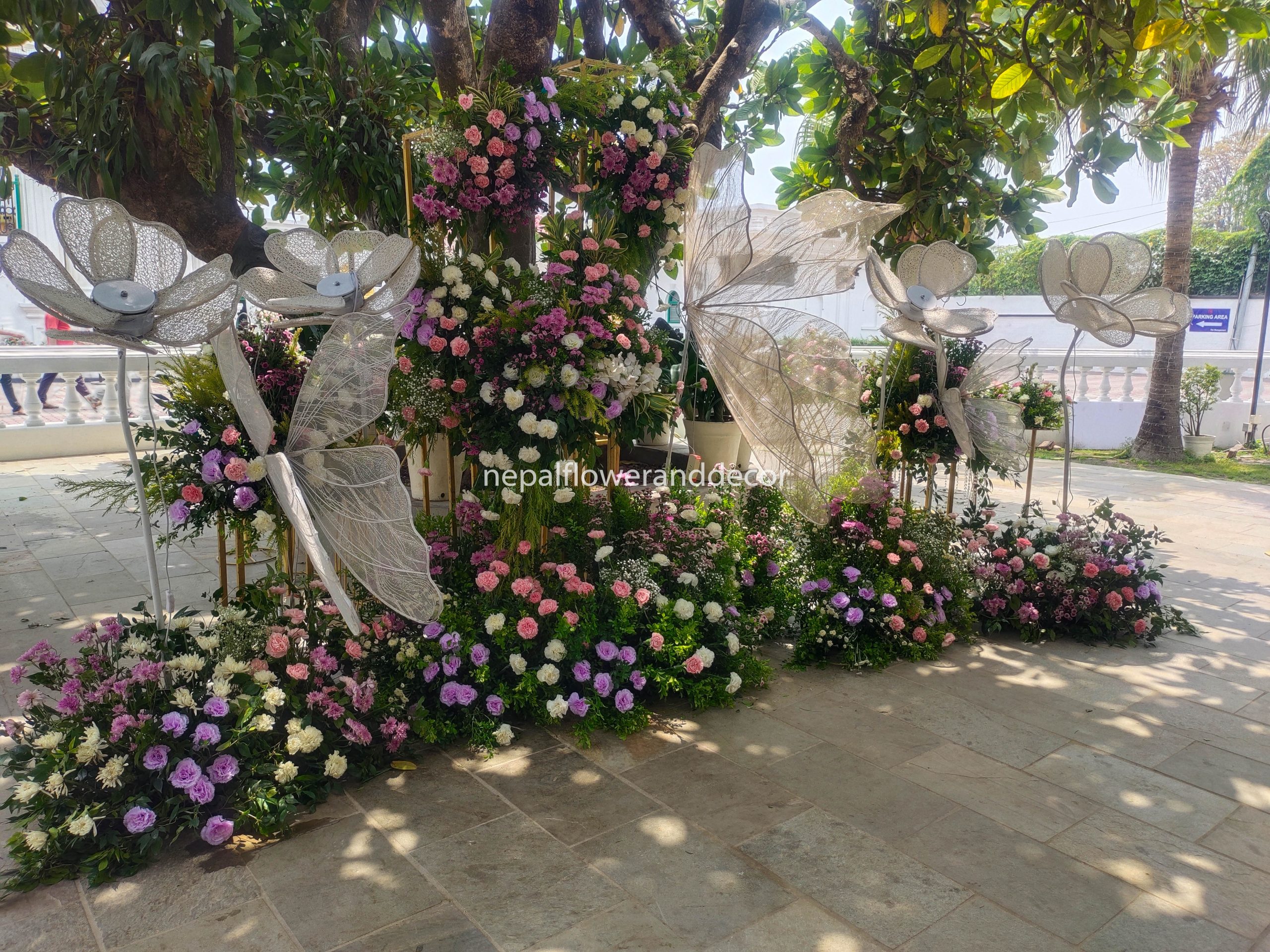 ficus lyatra fiddle fig