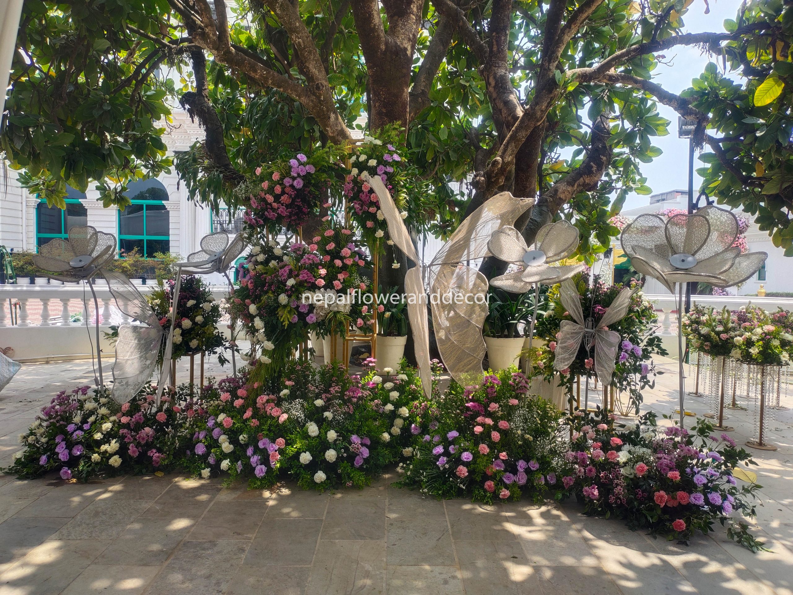 ficus lyatra fiddle fig