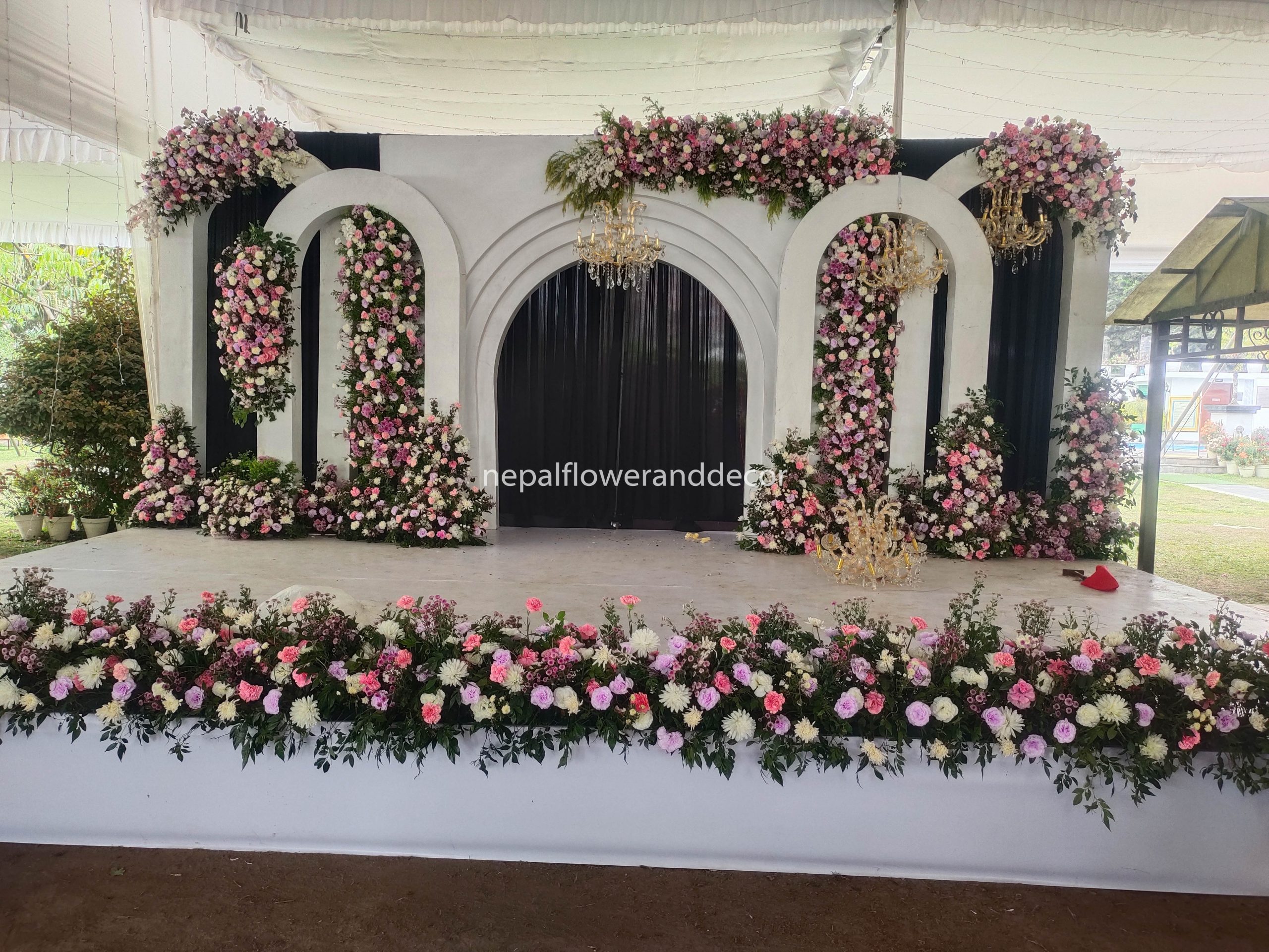 ficus lyatra fiddle fig