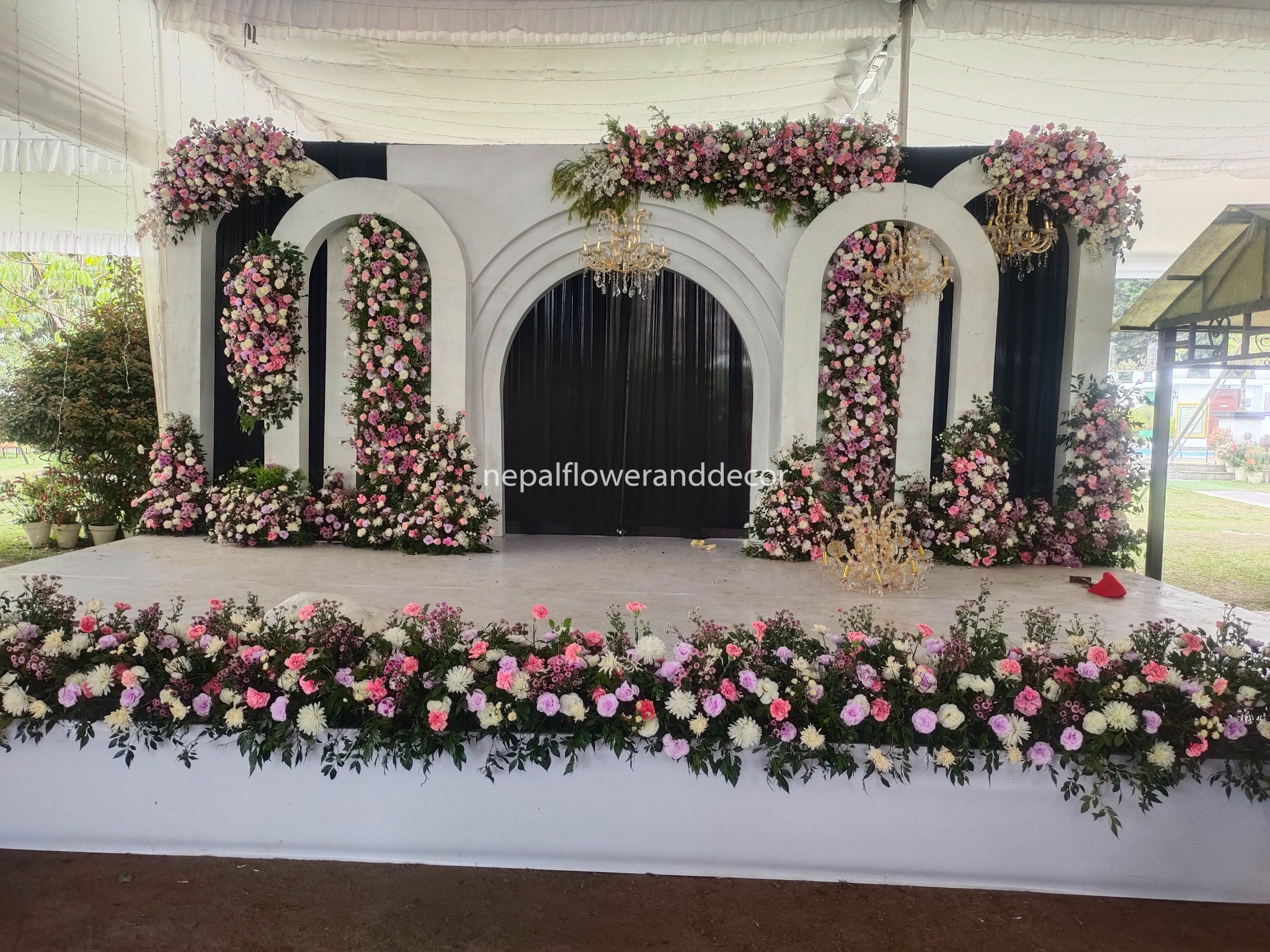 ficus lyatra fiddle fig