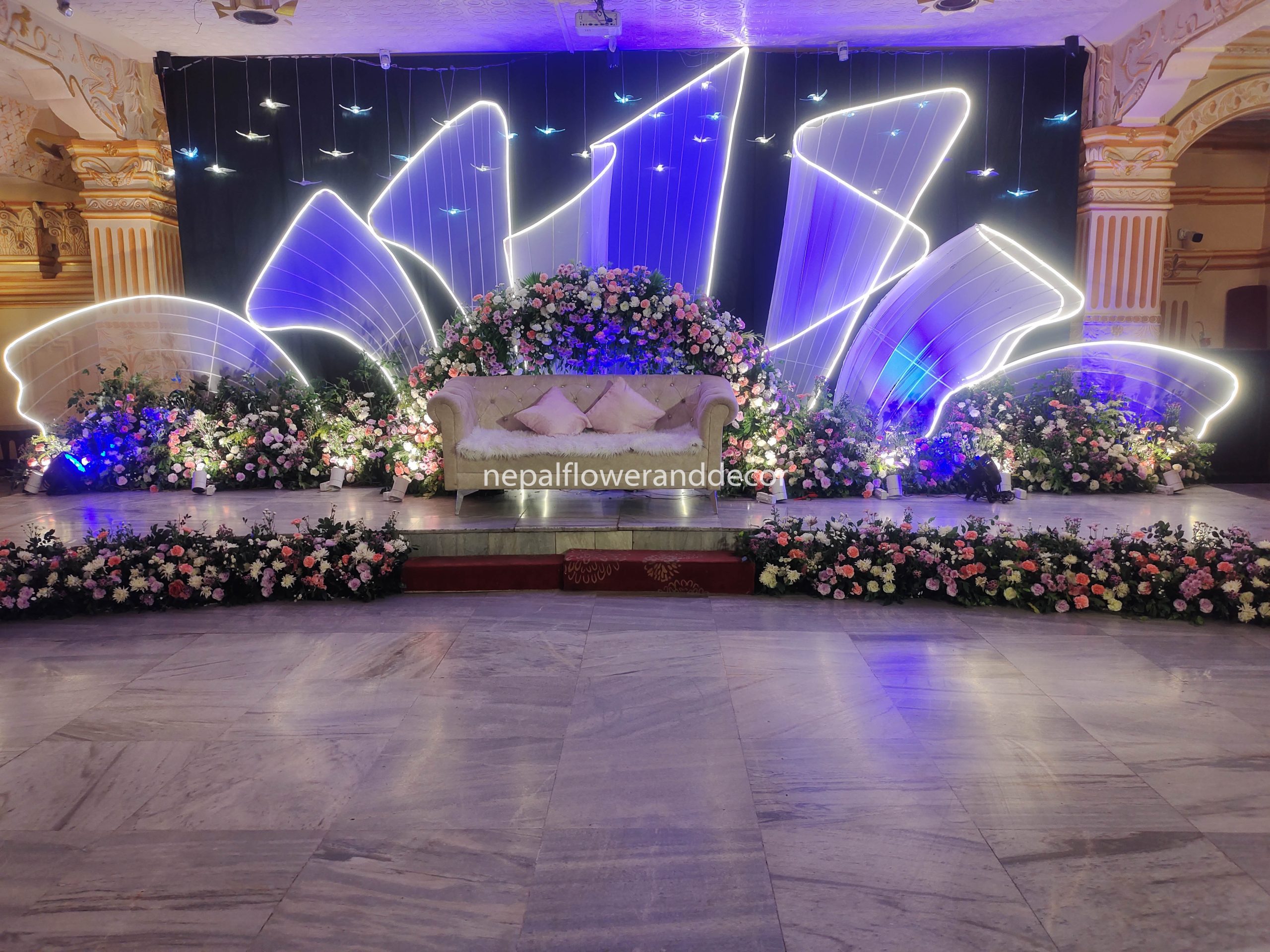 ficus lyatra fiddle fig