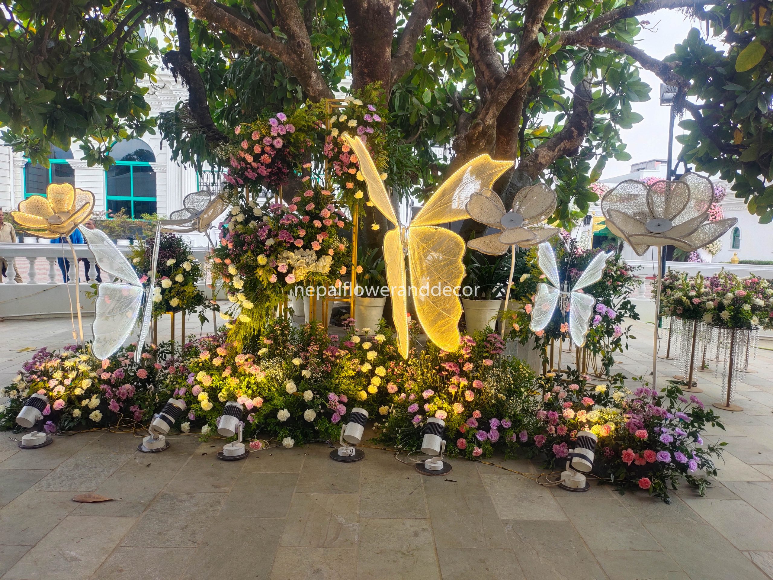 ficus lyatra fiddle fig