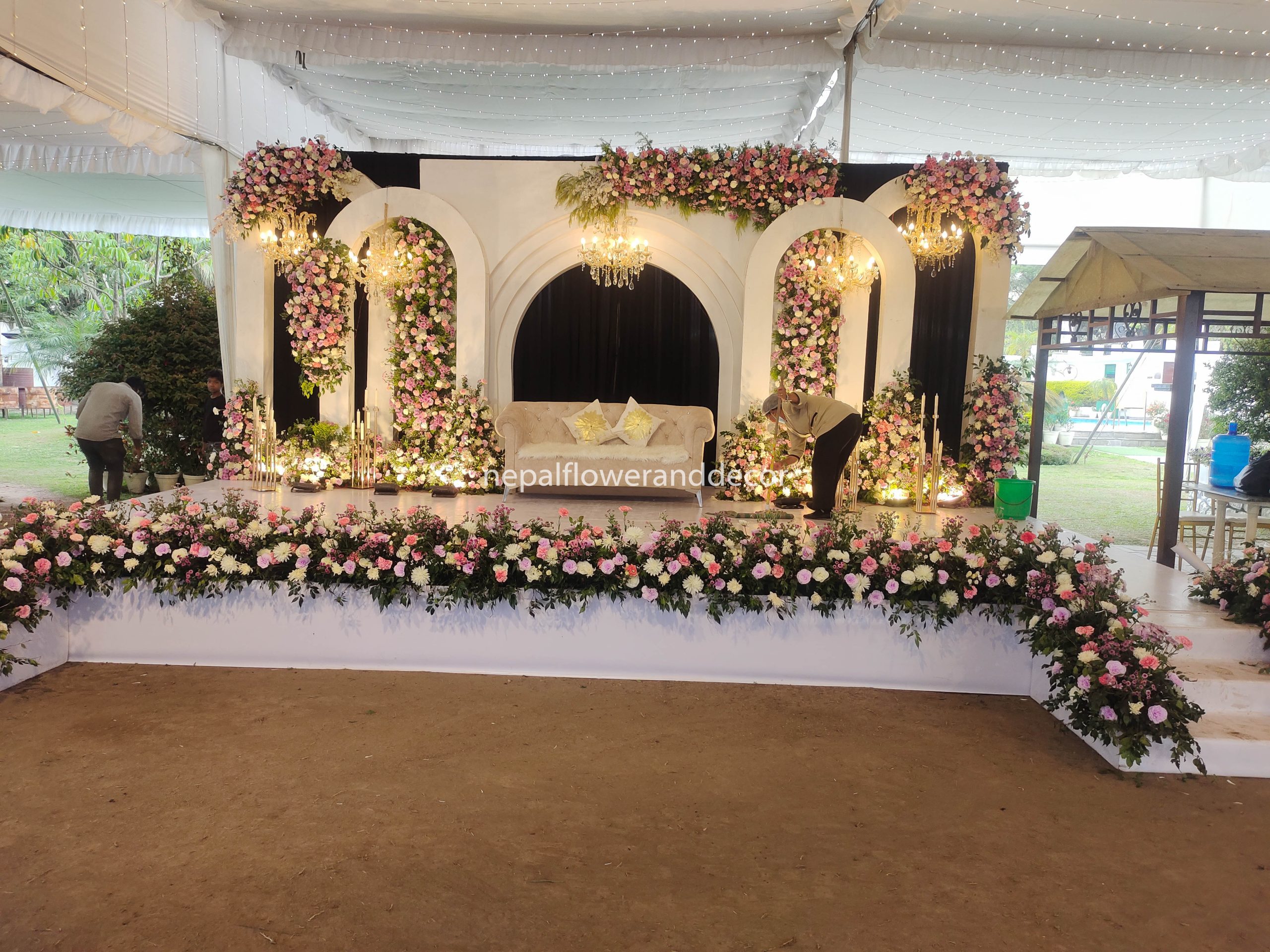 ficus lyatra fiddle fig