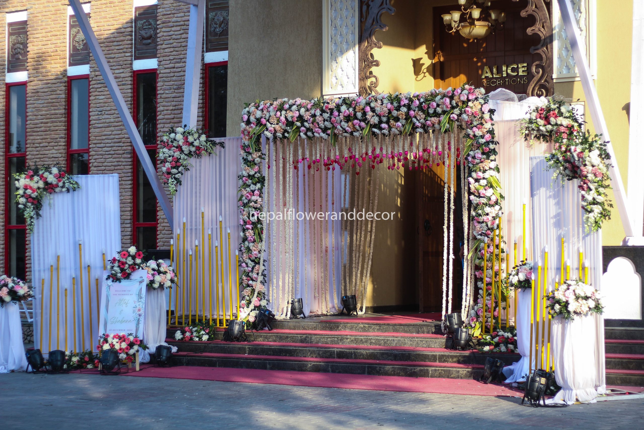 ficus lyatra fiddle fig