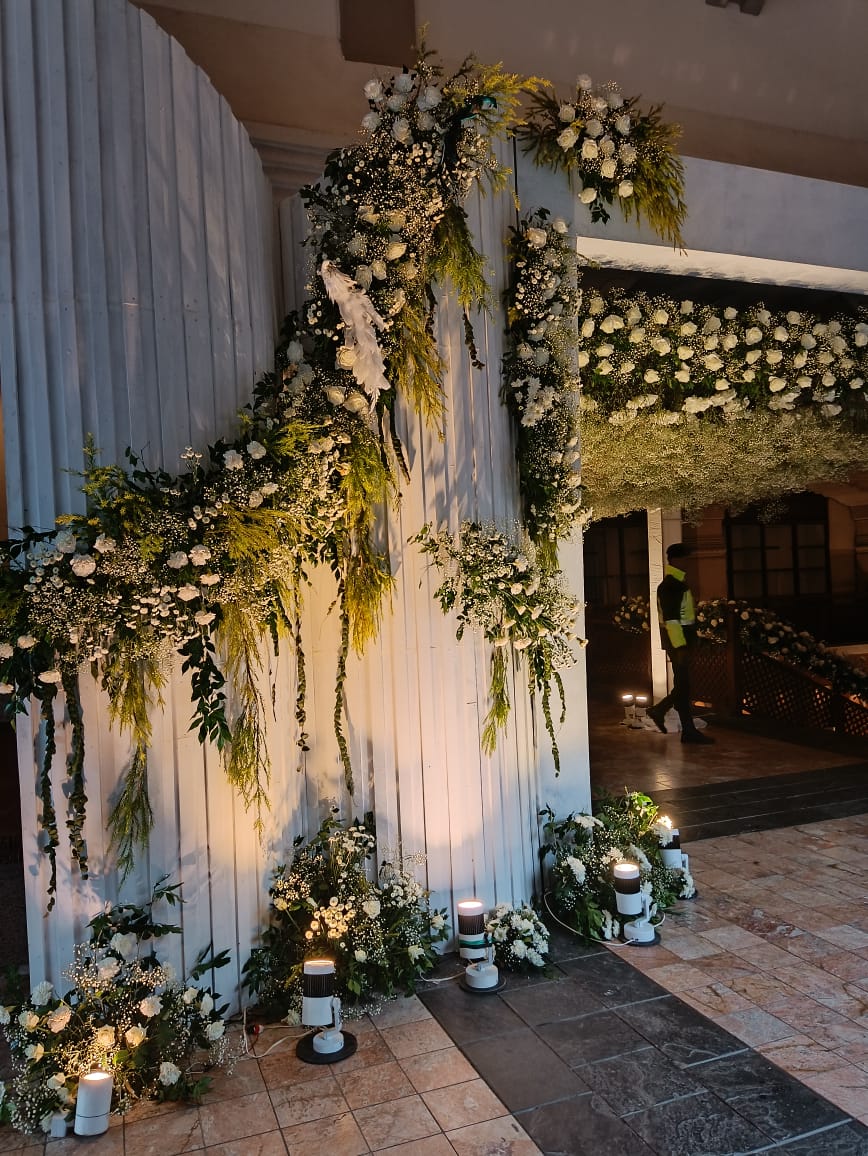 ficus lyatra fiddle fig