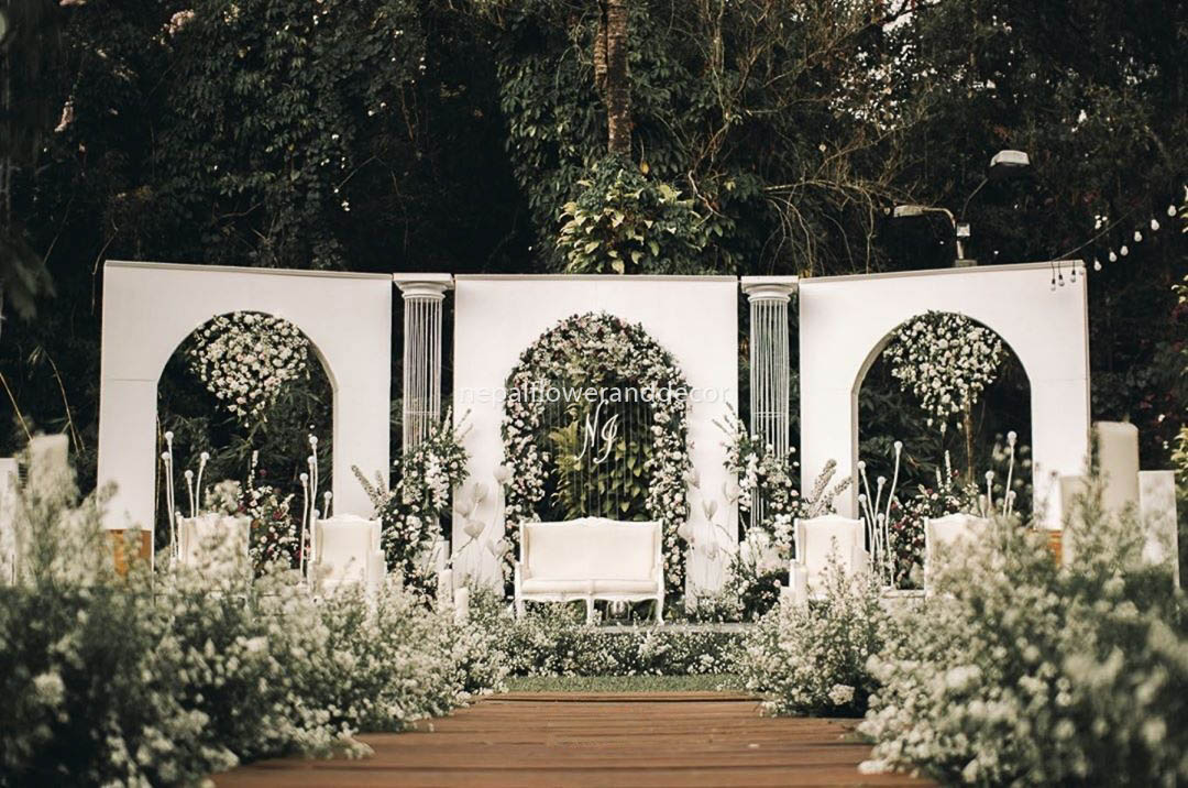 ficus lyatra fiddle fig