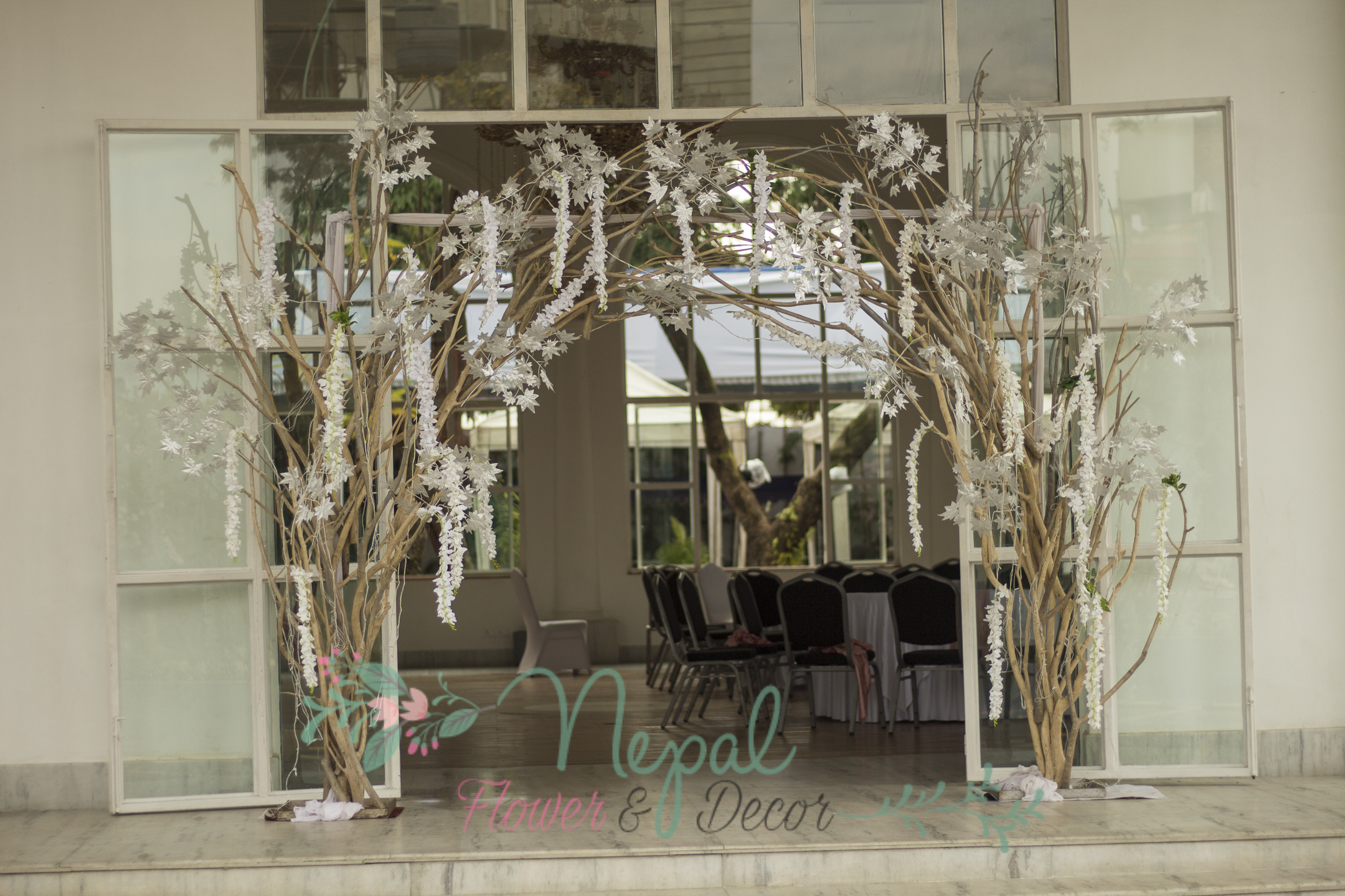 ficus lyatra fiddle fig