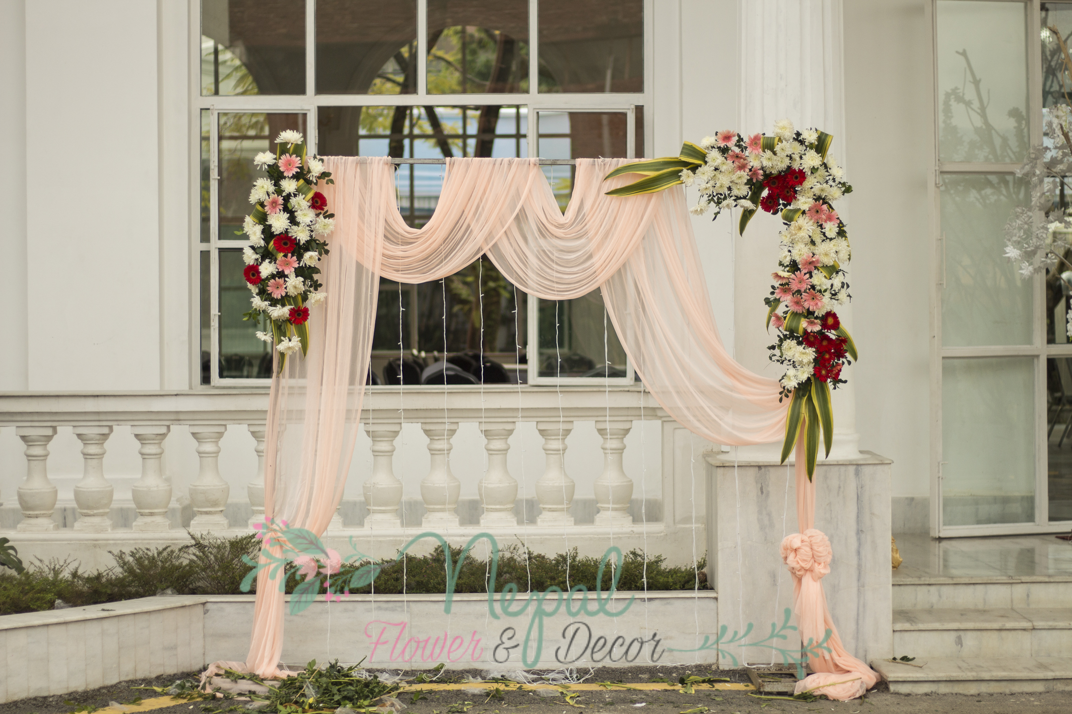 ficus lyatra fiddle fig