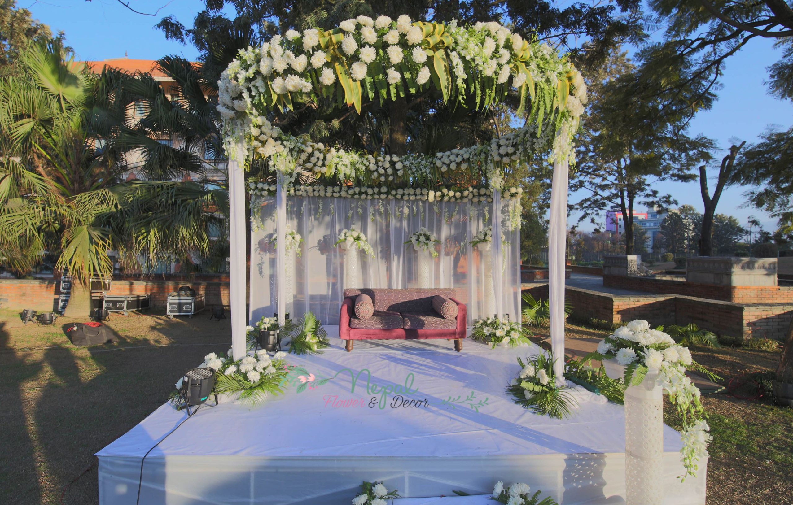 ficus lyatra fiddle fig