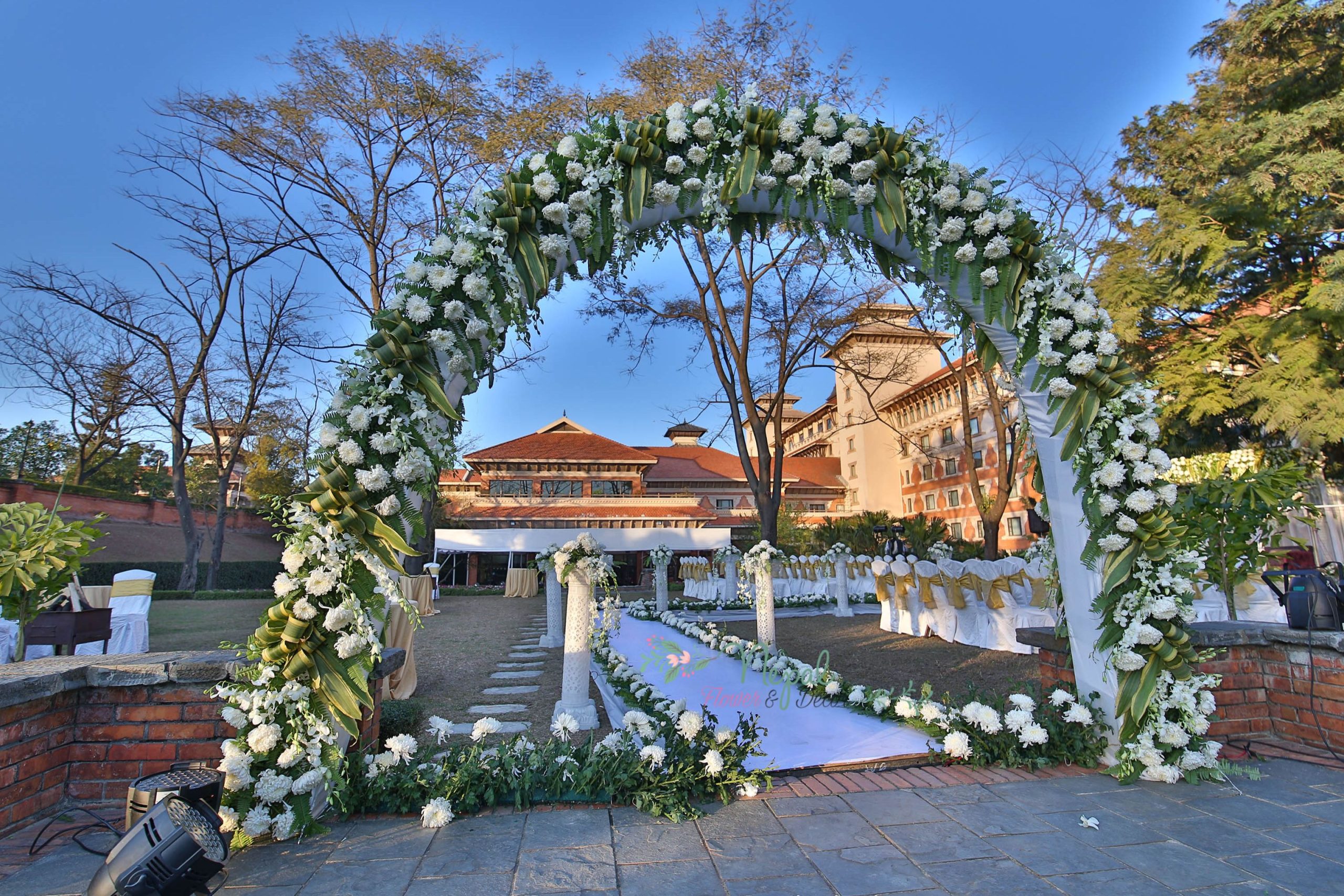 ficus lyatra fiddle fig