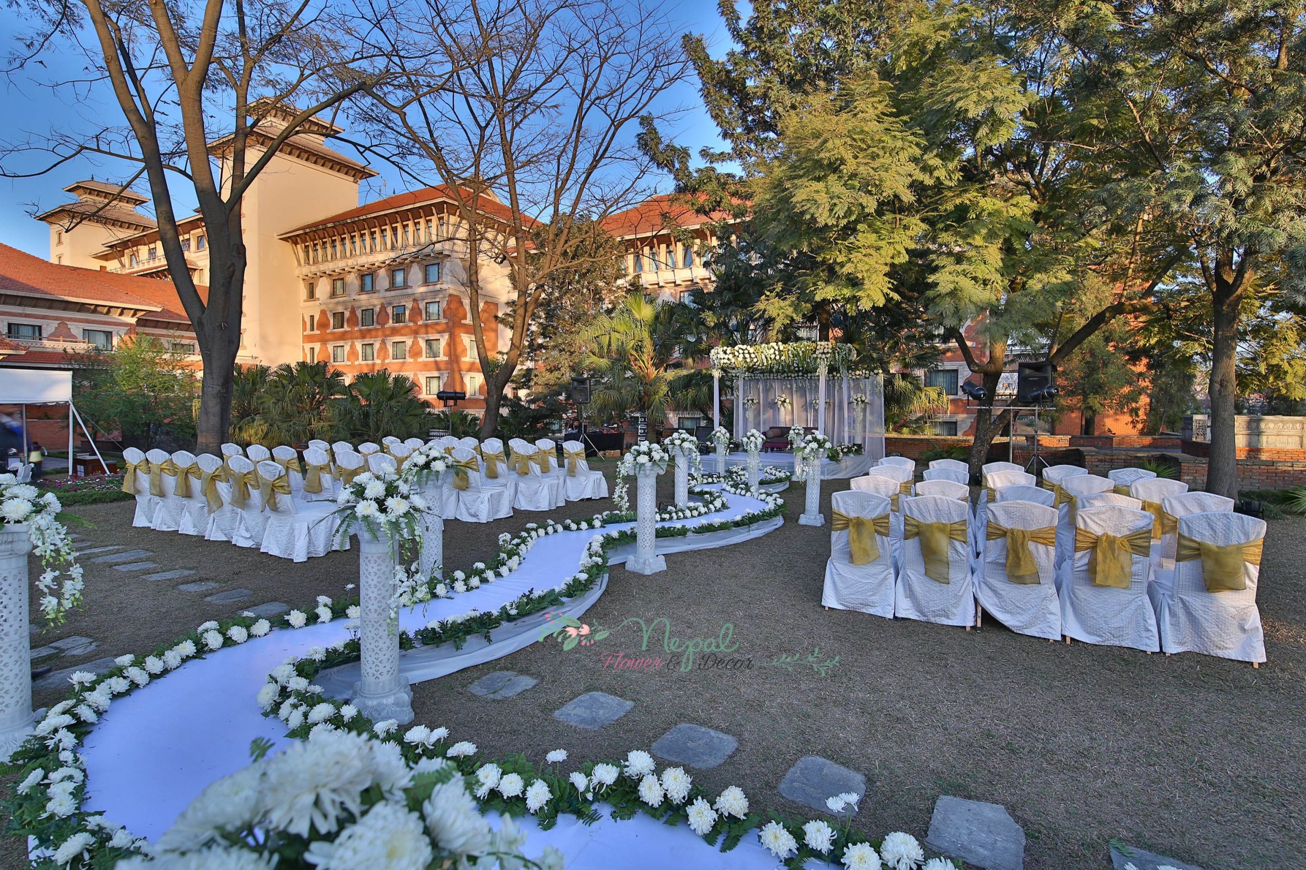 ficus lyatra fiddle fig