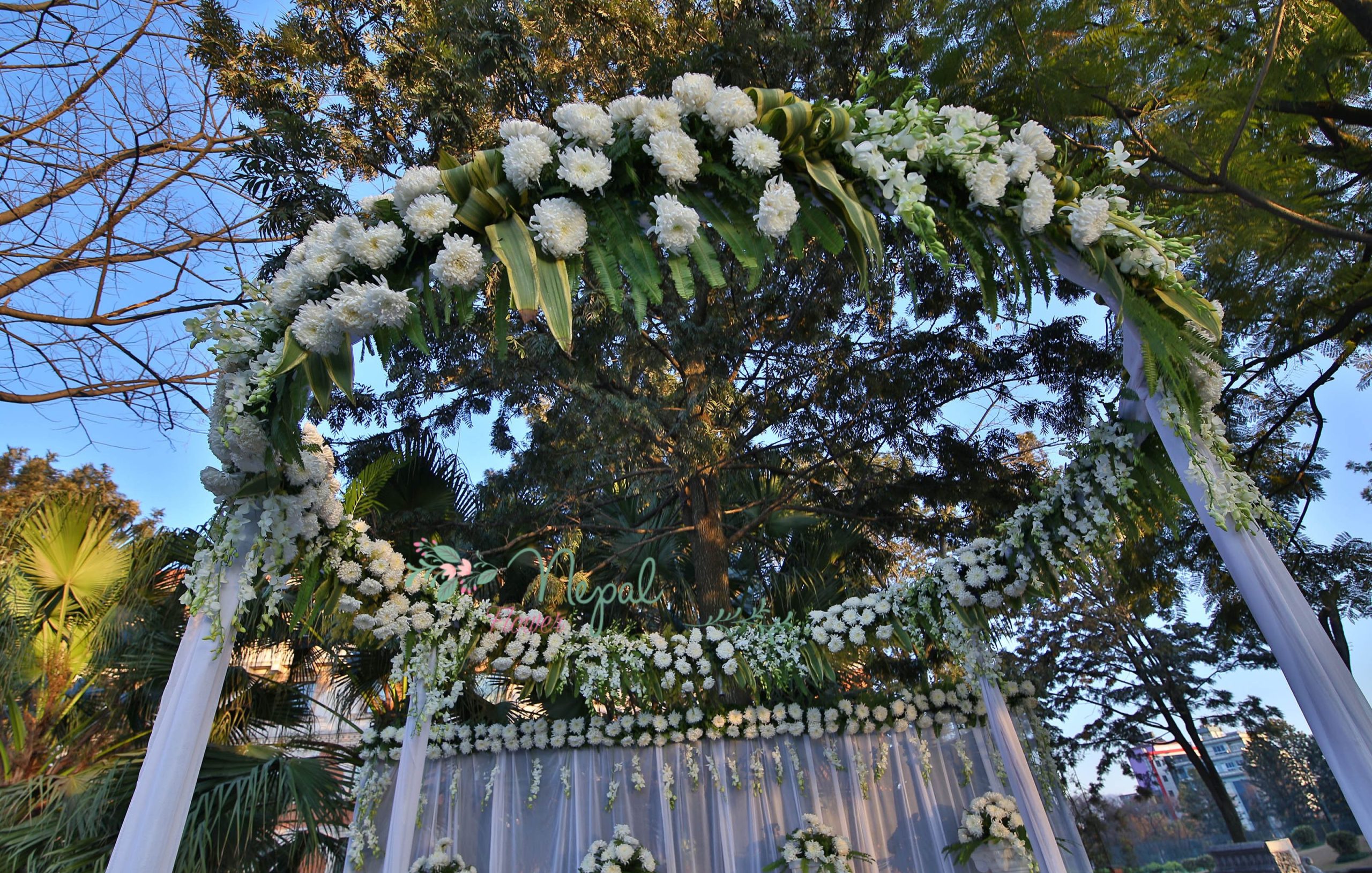 ficus lyatra fiddle fig