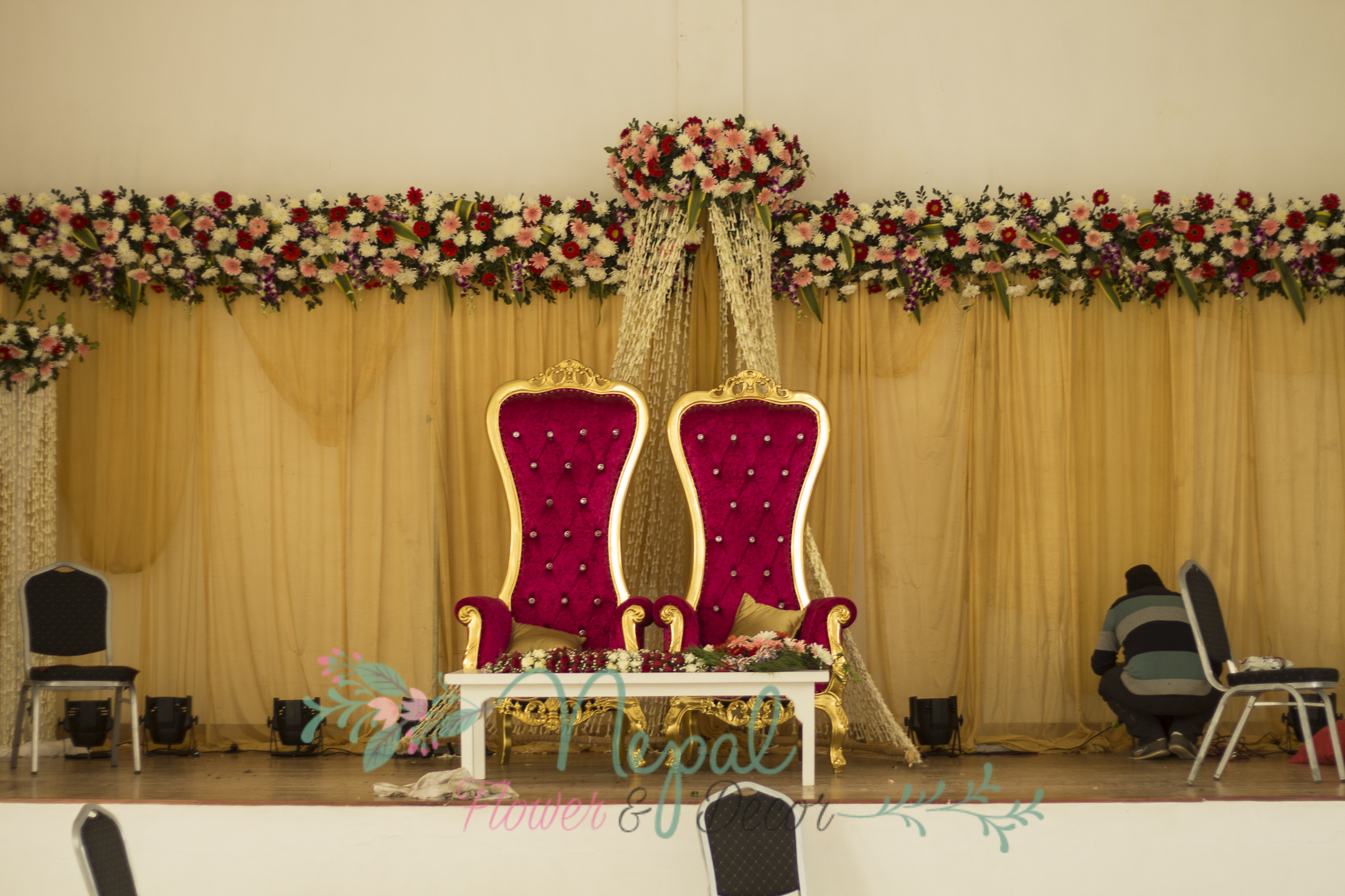 ficus lyatra fiddle fig