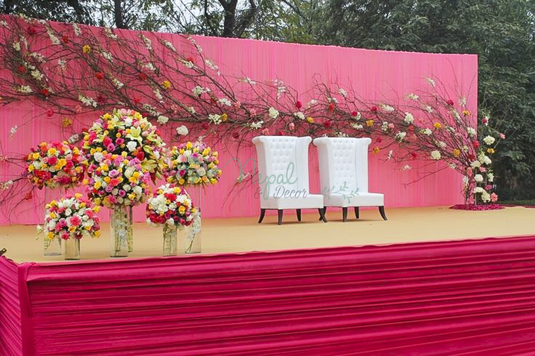 ficus lyatra fiddle fig