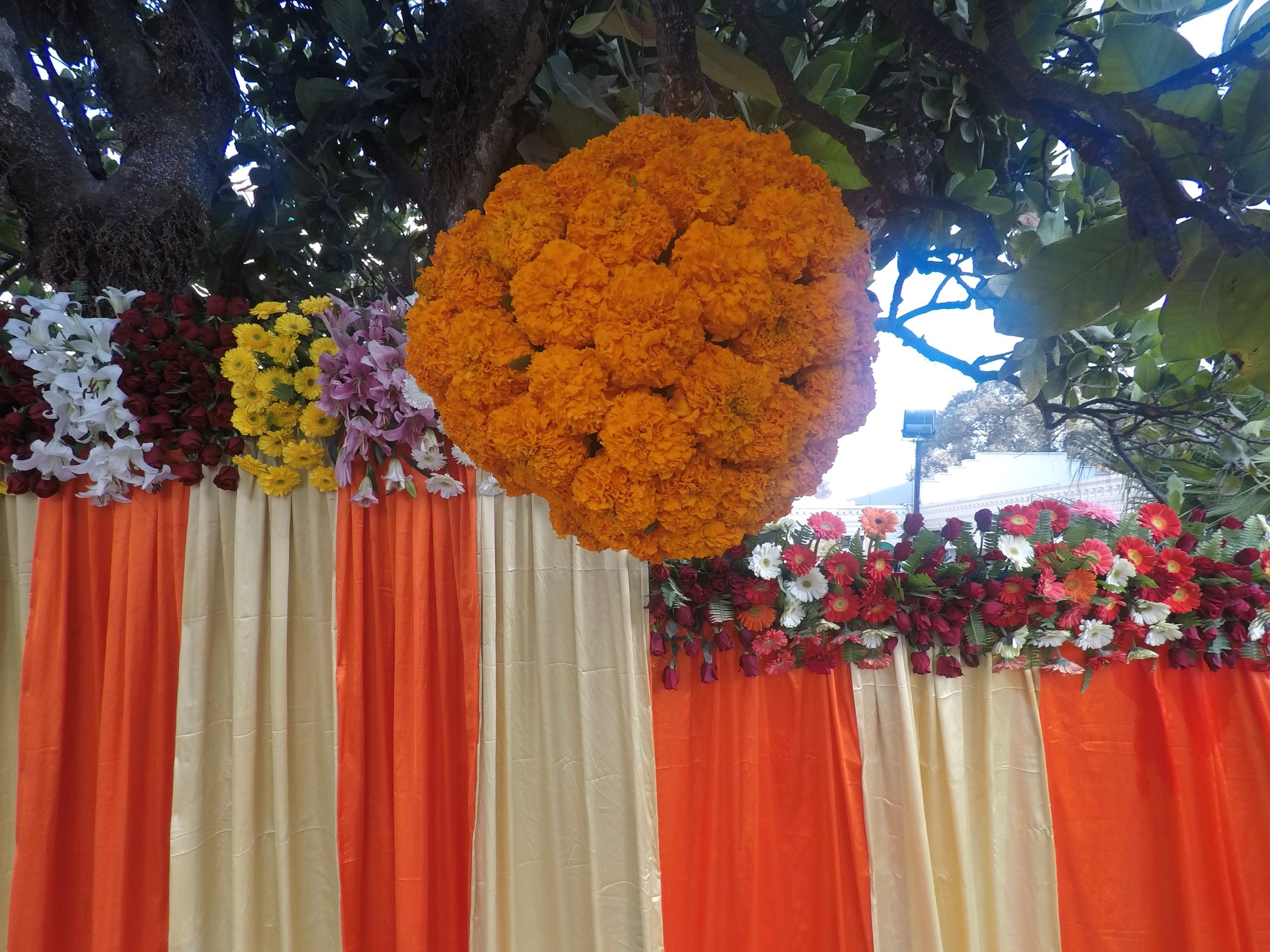 ficus lyatra fiddle fig