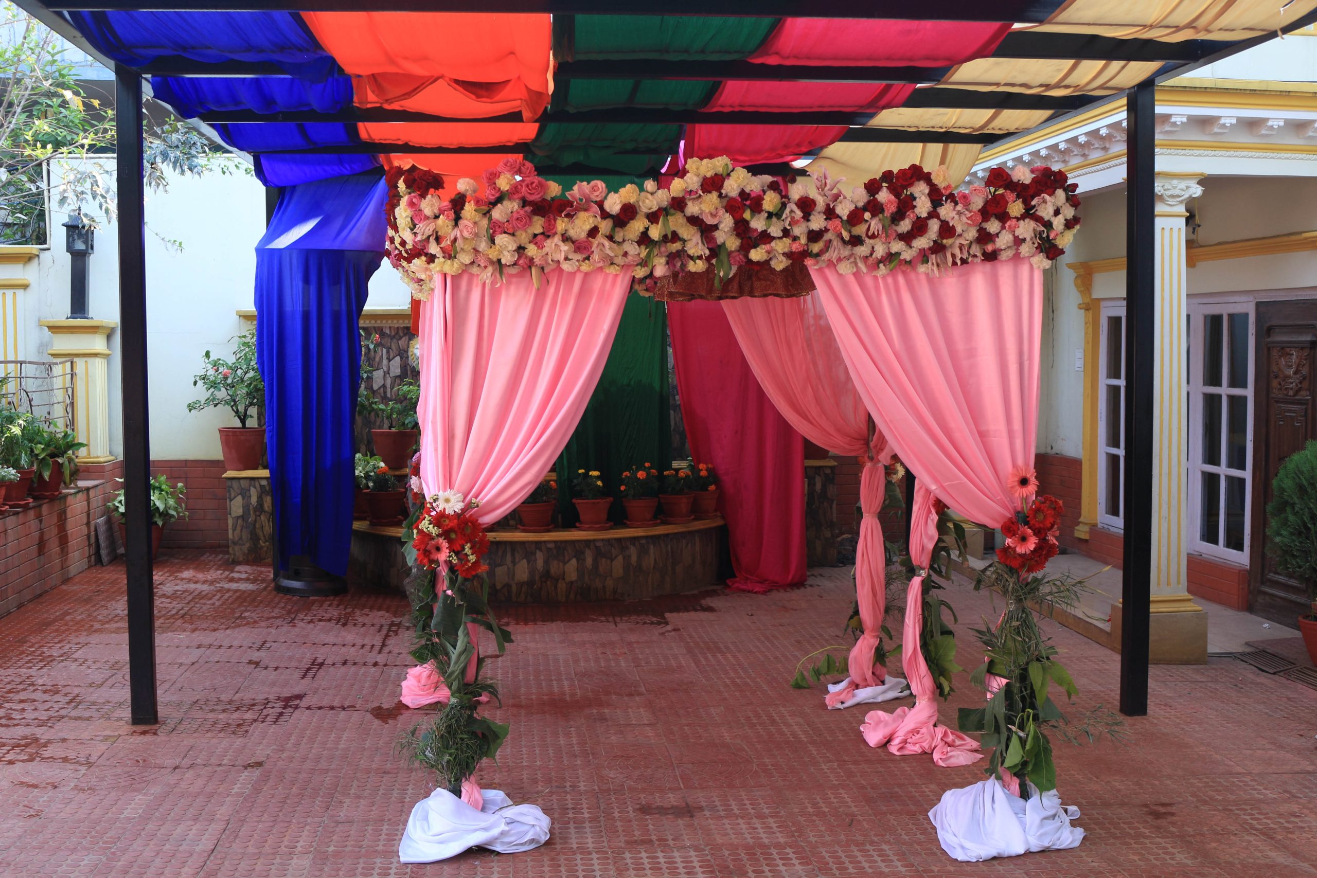 ficus lyatra fiddle fig