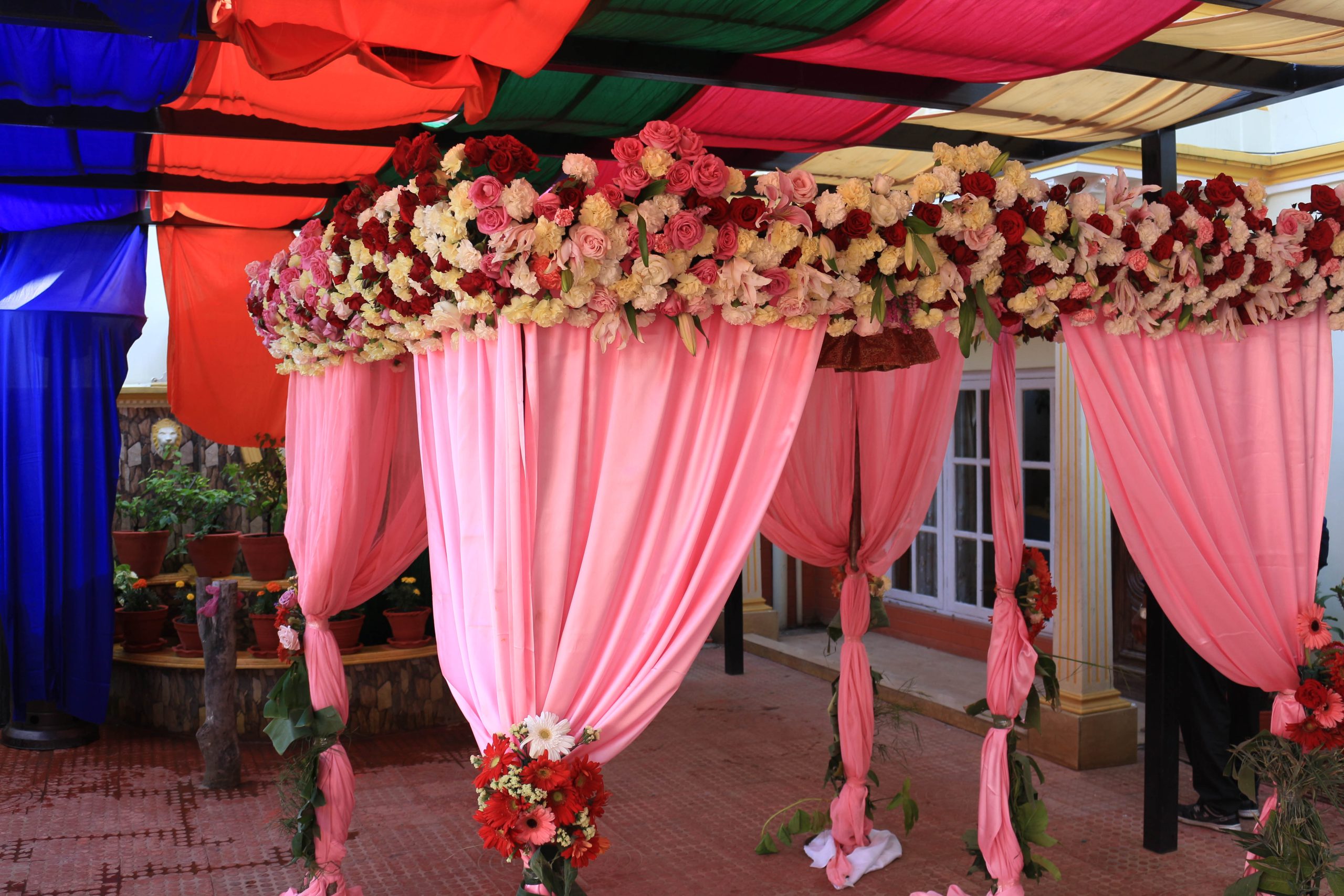 ficus lyatra fiddle fig