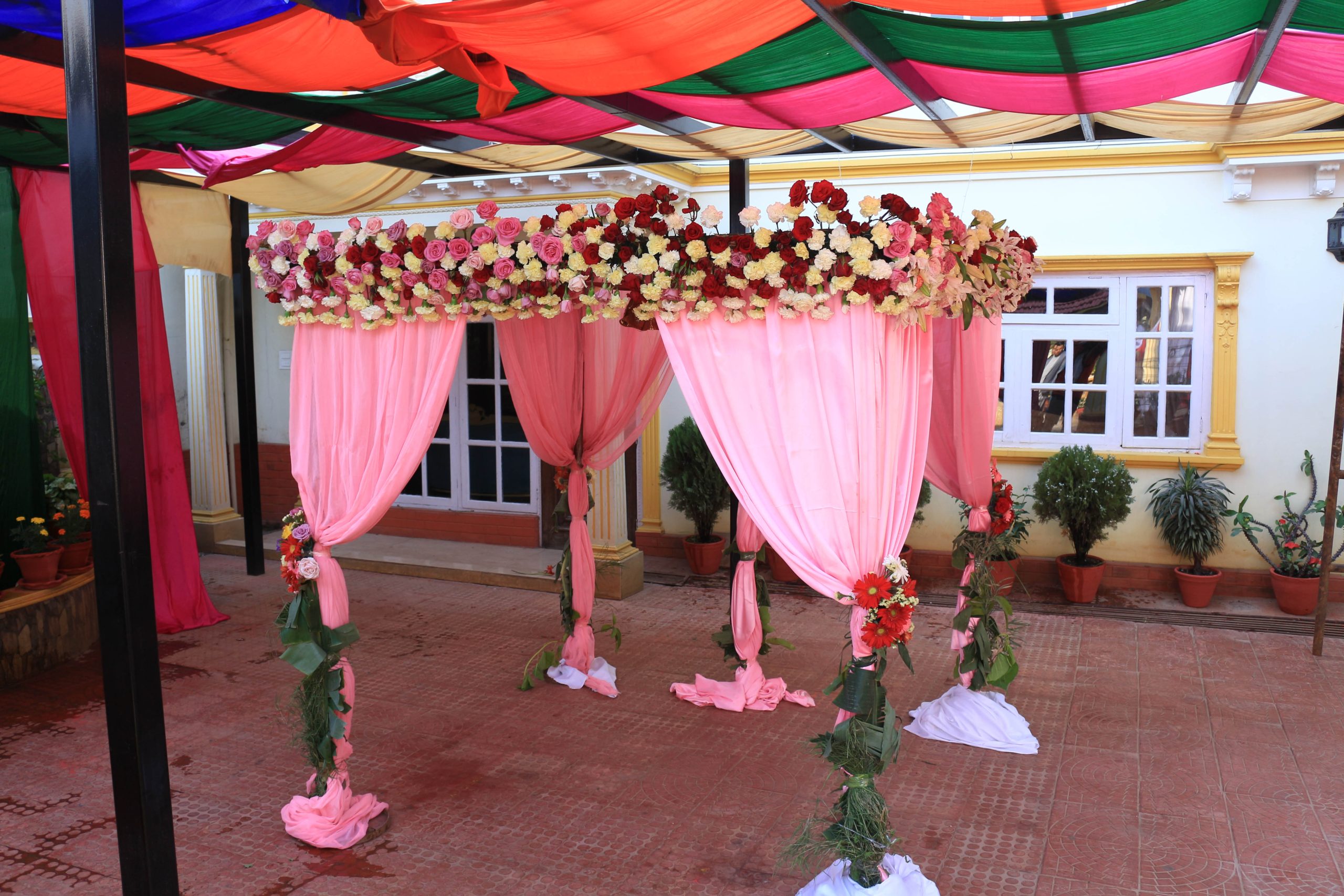 ficus lyatra fiddle fig