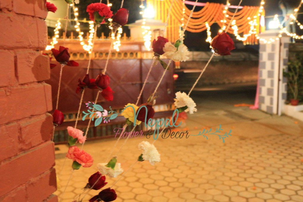 ficus lyatra fiddle fig