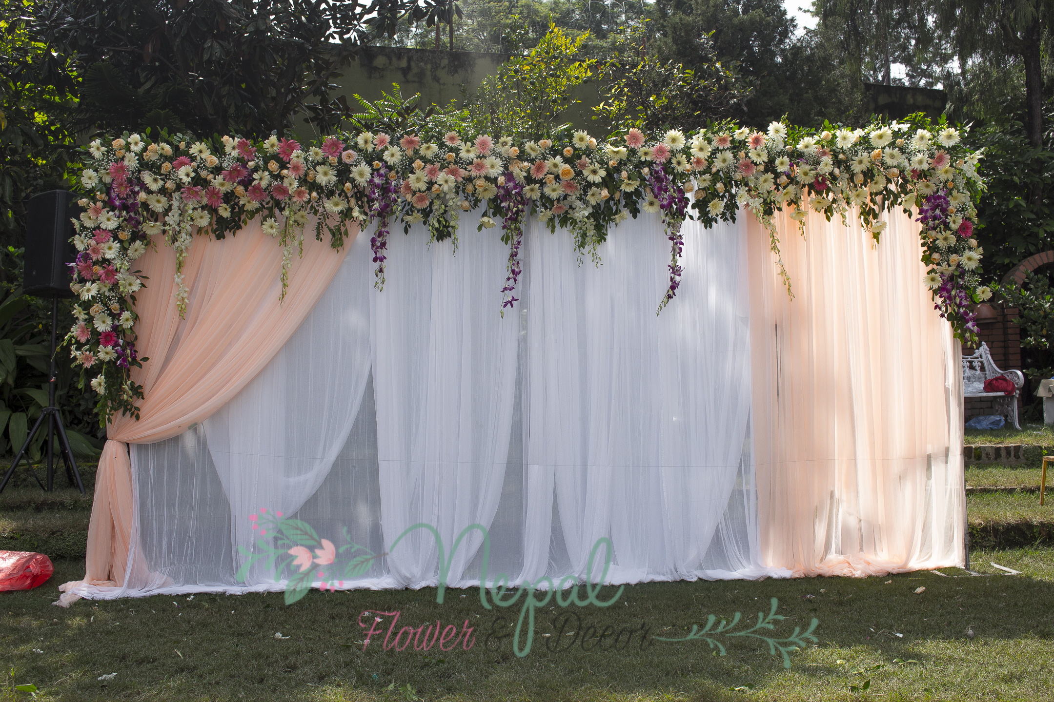 ficus lyatra fiddle fig