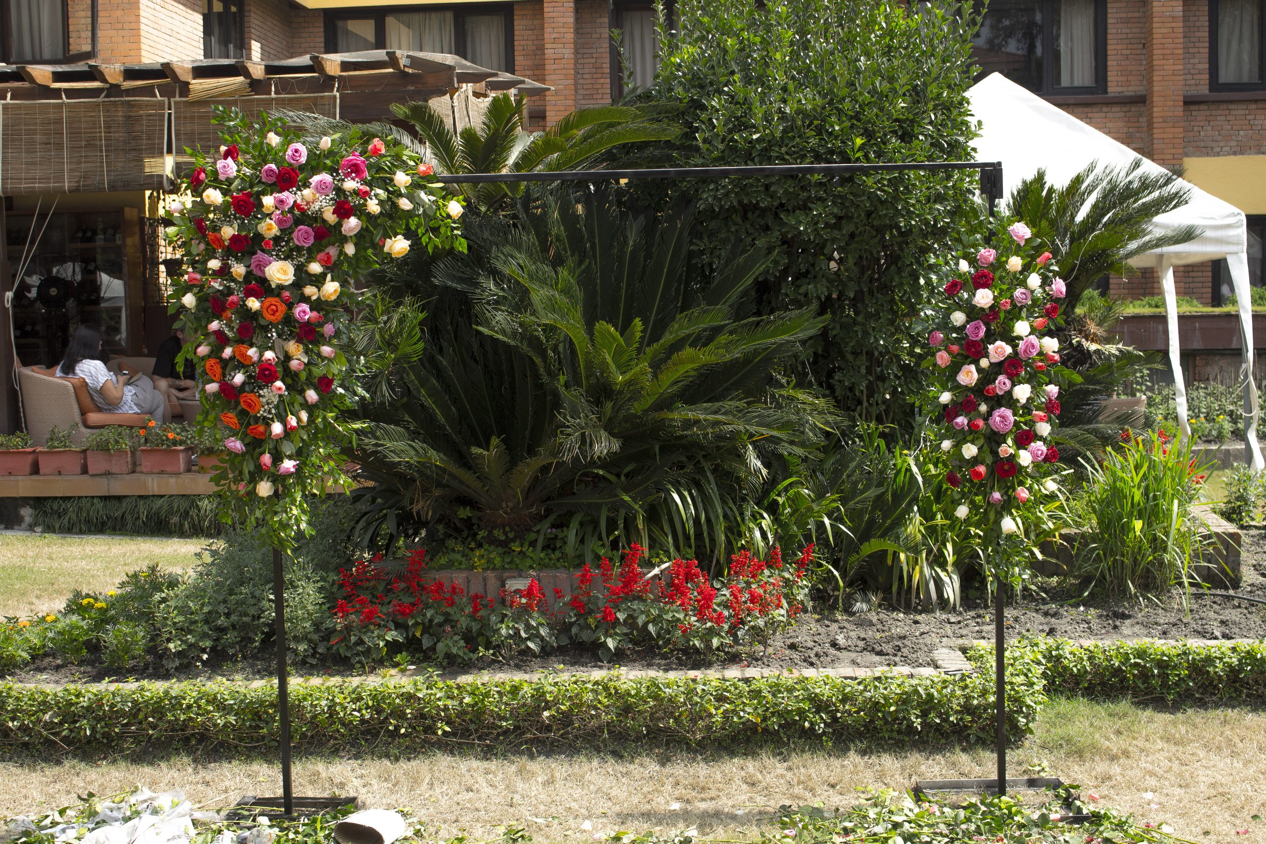 ficus lyatra fiddle fig