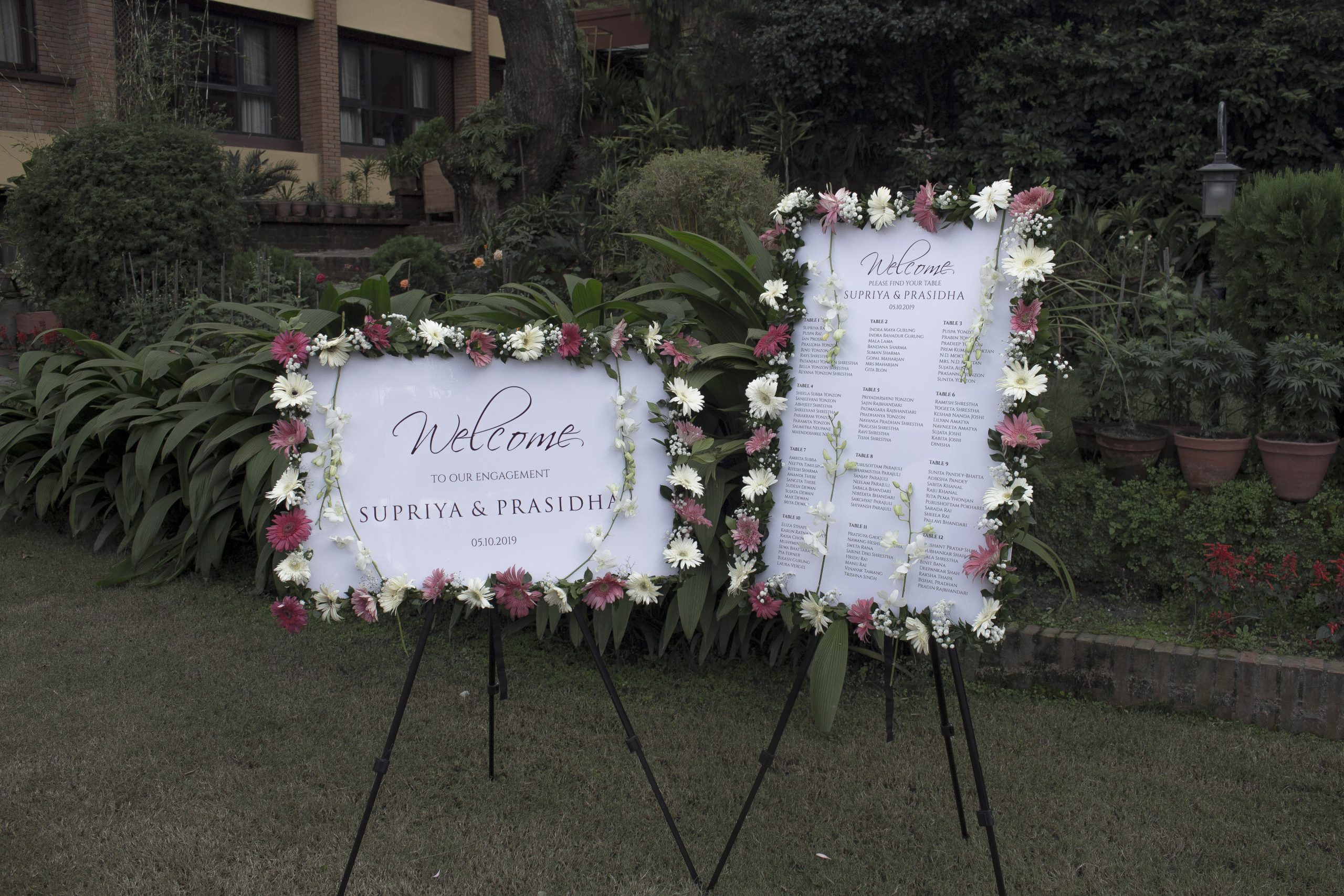 ficus lyatra fiddle fig