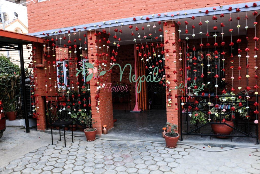 ficus lyatra fiddle fig