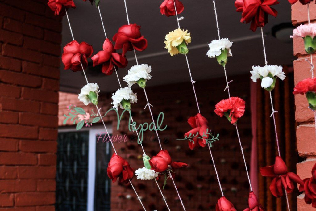 ficus lyatra fiddle fig