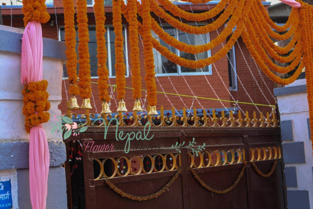 ficus lyatra fiddle fig