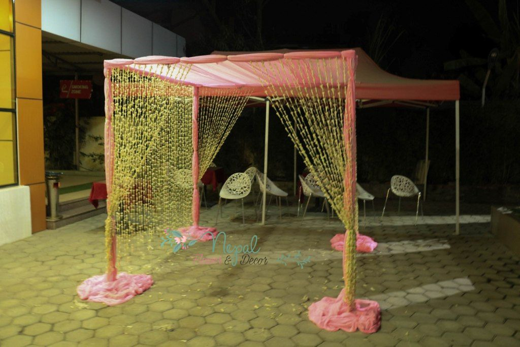 ficus lyatra fiddle fig